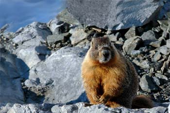 Marmot Mt Ritter