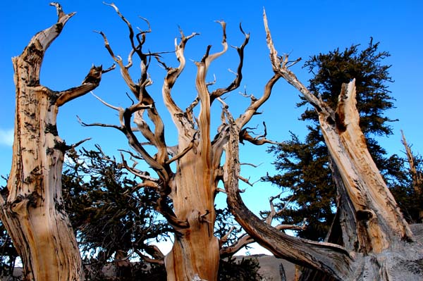 Bristlecone Pine